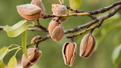 آیا چاقاله بادام همان بادام است؟