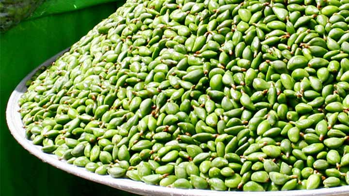 بررسی شباهت و تفاوت چاقاله بادام و بادام درختی بررسی شباهت و تفاوت چاقاله بادام و بادام درختی