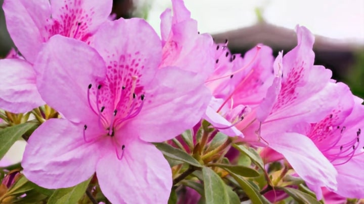 آزالیا و خرزه هندی از گیاهان خطرناک بهاری آزالیا و خرزه هندی از گیاهان خطرناک بهاری