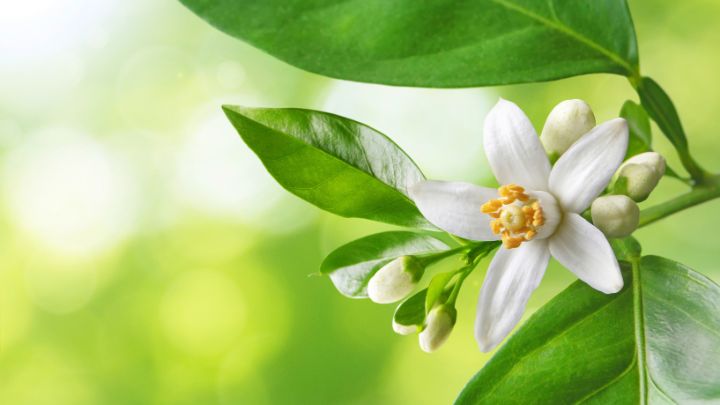 روشهای سنتی مصرف عرق بهارنارنج روشهای سنتی مصرف عرق بهارنارنج