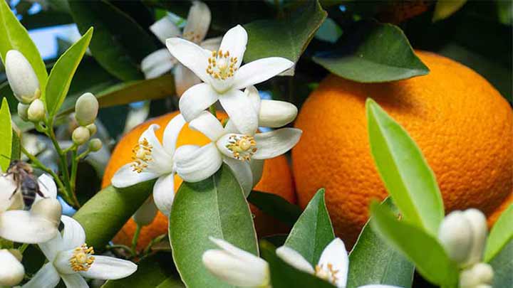 خشک کردن گل بهار نارنج با مایکروویو خشک کردن گل بهار نارنج با مایکروویو