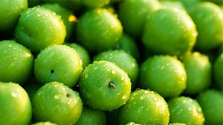 خشک کردن گوجه سبز با سولاردم خشک کردن گوجه سبز با سولاردم