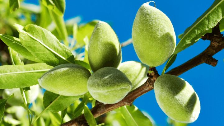 روزانه مجاز به خوردن چه مقدار چاقاله هستیم؟ روزانه مجاز به خوردن چه مقدار چاقاله هستیم؟