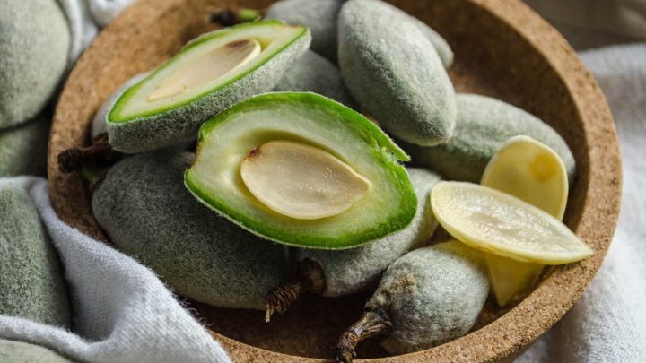 آیا مصرف چاقاله بادام موجب لاغری میشود؟ آیا مصرف چاقاله بادام موجب لاغری میشود؟