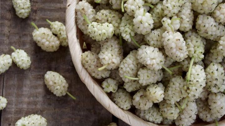 خواص بینظیر برای سلامت، تقویت و شادابی مو خواص بینظیر برای سلامت، تقویت و شادابی مو