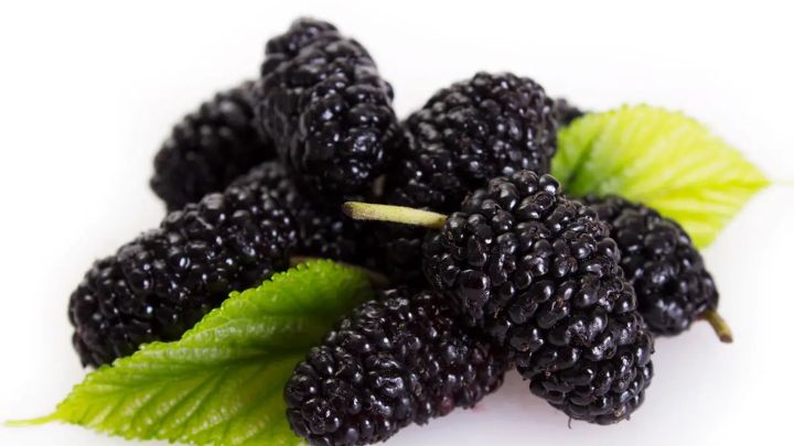 آیا توت سیاه مضراتی هم دارد؟