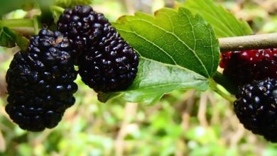 8 خاصیت شگفت انگیز توت سیاه