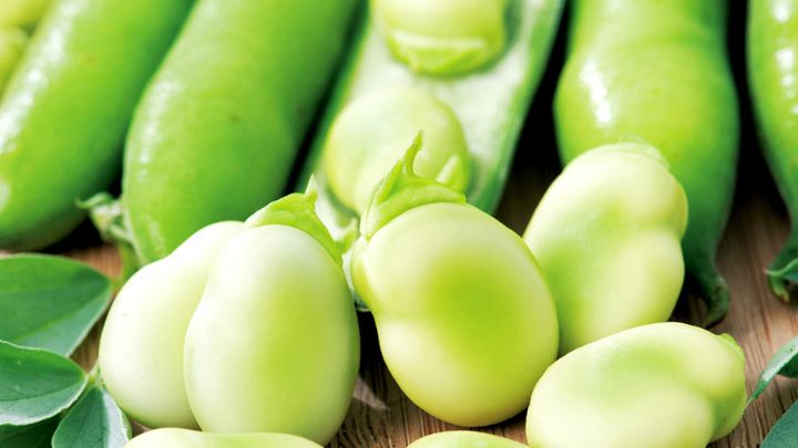 کاهش کلسترول از خواص مهم باقلا سبز