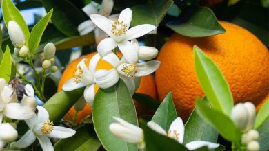 خواص بهار نارنج؛ 14 خاصیت درمانی معجزه‌آسا