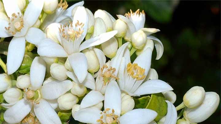 خواص بهار نارنج در کودکان خواص بهار نارنج در کودکان