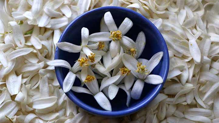 خواص بهار نارنج در بهبود عملکرد کبد خواص بهار نارنج در بهبود عملکرد کبد