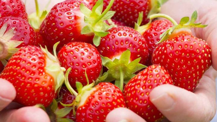 خاصیت شگفت انگیز توت فرنگی