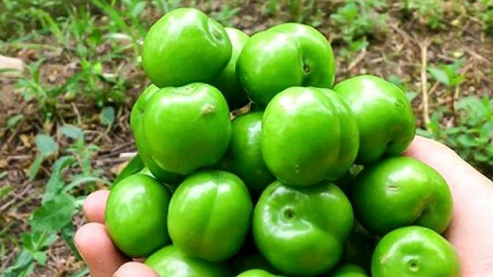 درمان کم خونی از خواص مهم گوجه سبز با گلپر و نعناع درمان کم خونی از خواص مهم گوجه سبز با گلپر و نعناع