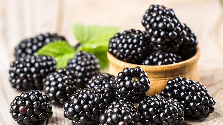 توت سیاه و مشخصههای آن توت سیاه و مشخصههای آن