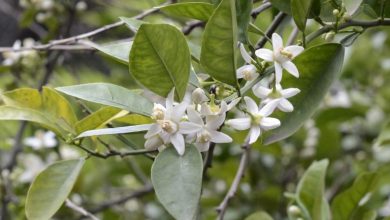 روش خشک کردن گل بهار نارنج + نکات مربوط به آن