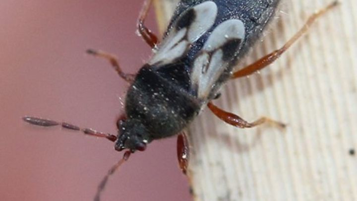 آلرژی به حشرات از بیماریهای شایع فصل بهار آلرژی به حشرات از بیماریهای شایع فصل بهار