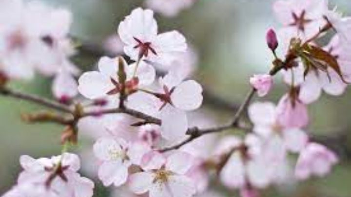 آلرژی از بیماریهای شایع فصل بهار آلرژی از بیماریهای شایع فصل بهار