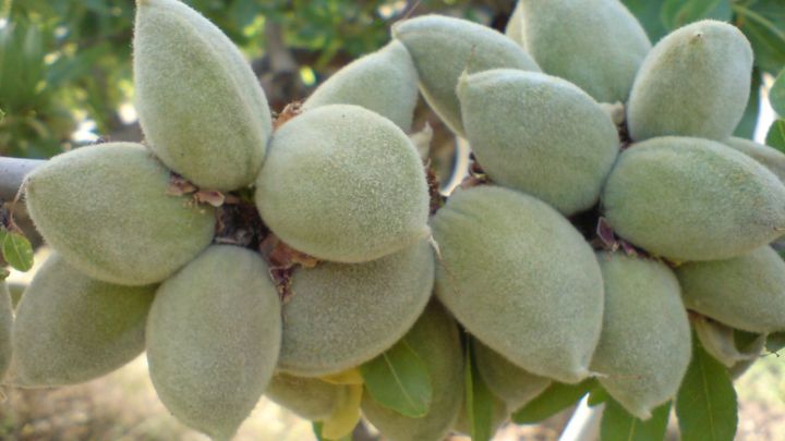 تفاوت چاقاله بادام و زردآلو 