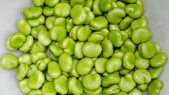 راهنمای خرید باقلا سبز خشک راهنمای خرید باقلا سبز خشک