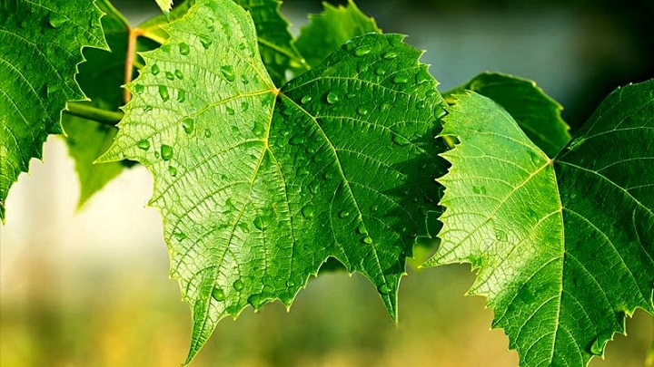 برگ مو برای رفغ یبوست