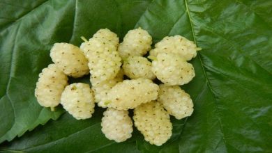 روش صحیح شستن انواع توت خشک و تازه