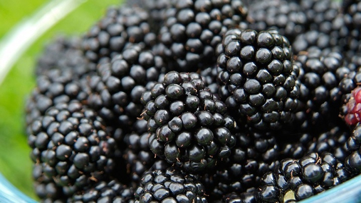 مقدار قند توت سیاه چقدر است؟