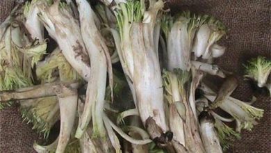 آیا زنان باردار می‌توانند کنگر بخورند؟