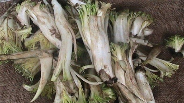 نکاتی که باید در زمان پاک کردن کنگر بدانید نکاتی که باید در زمان پاک کردن کنگر بدانید