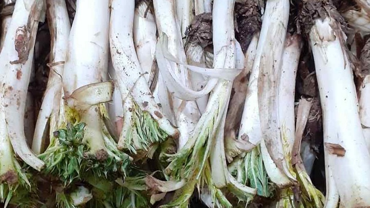 با بهترین روش پاک کردن کنگر در خانه آشنا شوید با بهترین روش پاک کردن کنگر در خانه آشنا شوید