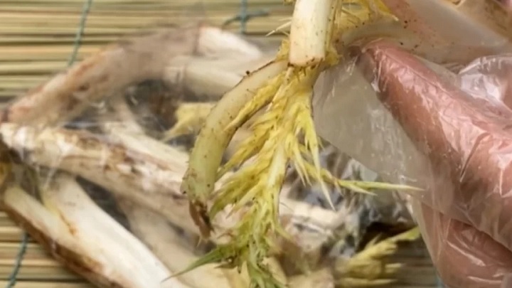 سر شاخههای کنگر را جدا کنید سر شاخههای کنگر را جدا کنید