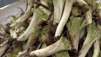 خواص شگفت انگیز کنگر