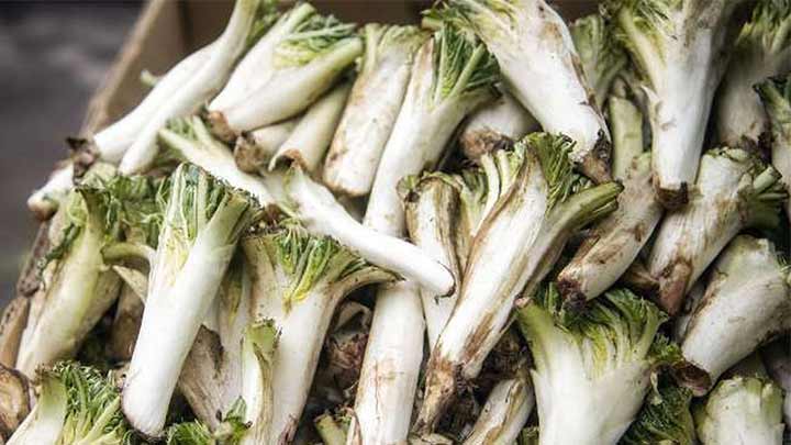 فواید کنگر برای زنان باردار فواید کنگر برای زنان باردار