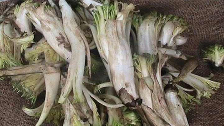 خواص کنگر برای سلامتی خواص کنگر برای سلامتی