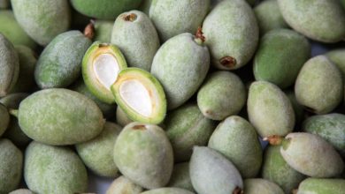 4 روش نگهداری چغاله بادام در طولانی مدت