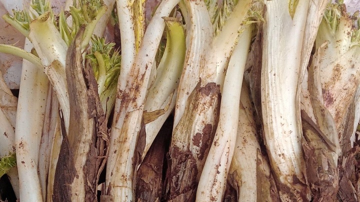 نکات و فوت و فنهای نگهداری کنگر در یخچال و فریزر نکات و فوت و فنهای نگهداری کنگر در یخچال و فریزر