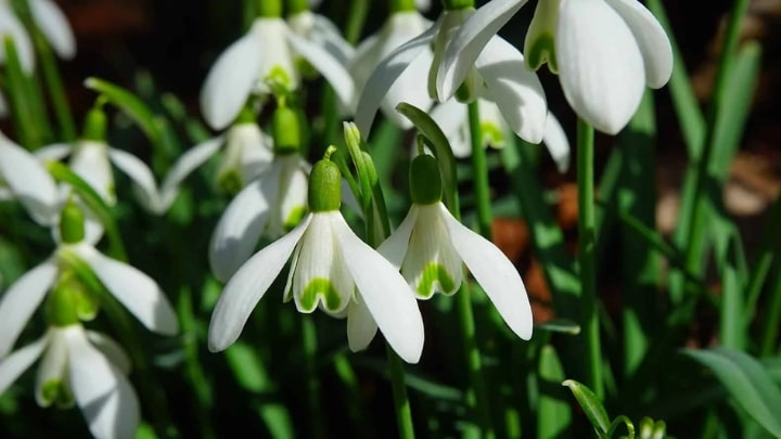 ارگانوفسفاتها از حشره کش ها که باعث مسمومیت بهاری میشود ارگانوفسفاتها از حشره کش ها که باعث مسمومیت بهاری میشود