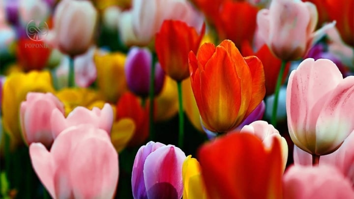 گل لاله از گیاهان خطرناک بهاری گل لاله از گیاهان خطرناک بهاری