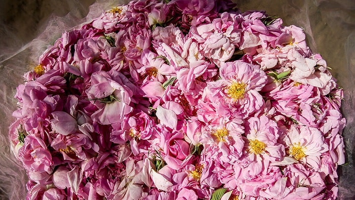 خشک کردن گل محمدی در آفتاب خشک کردن گل محمدی در آفتاب