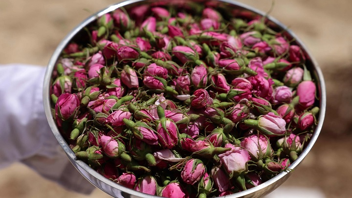 روش خشک کردن گل محمدی تازه با پنکه روش خشک کردن گل محمدی تازه با پنکه