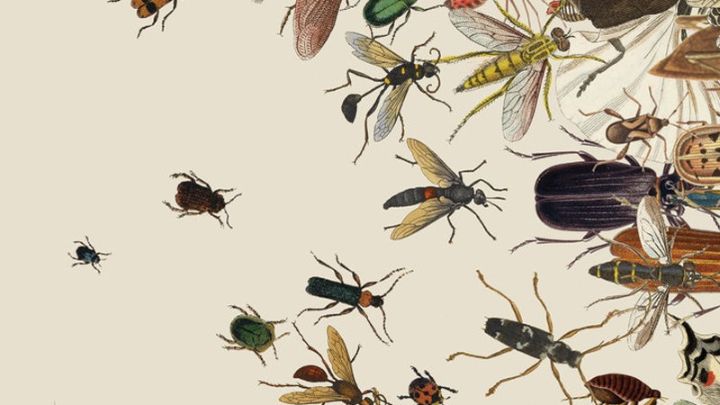 محصولات از بین برنده حشرات اکسترا