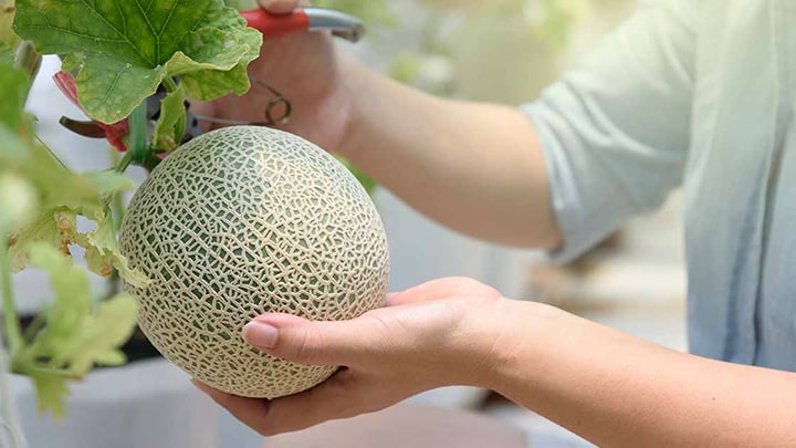 قسمت انتهایی طالبی را لمس کنید برای انتخاب طالبی شیرین و رسیده قسمت انتهایی طالبی را لمس کنید برای انتخاب طالبی شیرین و رسیده