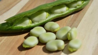 6 عوارض زیاده‌روی در مصرف باقالی که ممکن است ندانید!