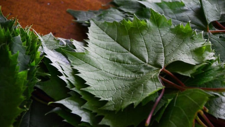 نگهداری برگ مو در بطری نوشابه