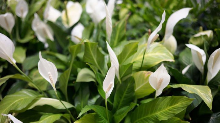 اسپاتی فیلوم (Peace Lily) برای اتاق خواب