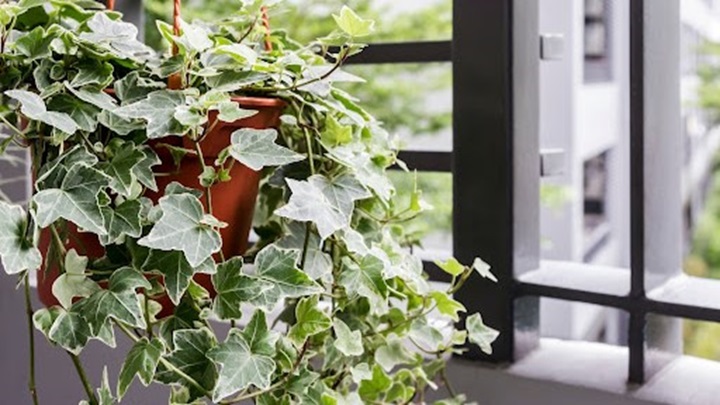 گیاه پاپیتال (English Ivy)