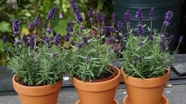 اسطوخودوس (Lavandula) برای اتاق خواب شما