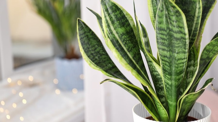 سانسوریا (Sansevieria) برای اتاق خواب 