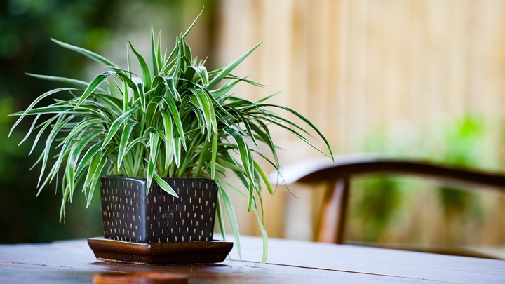 گیاه گندمی‌ (Spider Plant) برای اتاق خواب