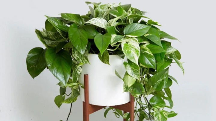 پوتوس (Epipremnum aureum) برای اتاق خواب شما