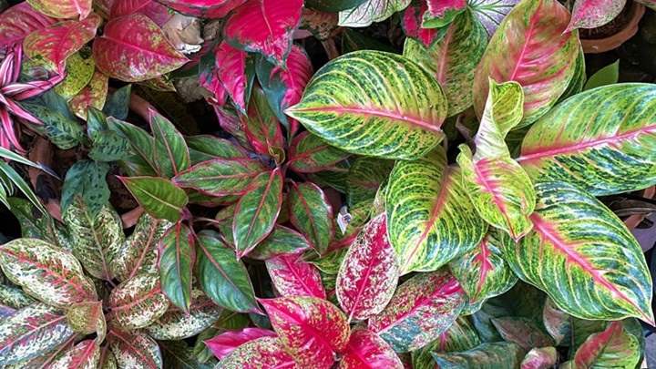 آگلونما (Aglaonema) برای اتاق خواب